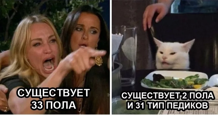 About modern problems - Memes, Two women yell at the cat, Transgender, Humor, Translation