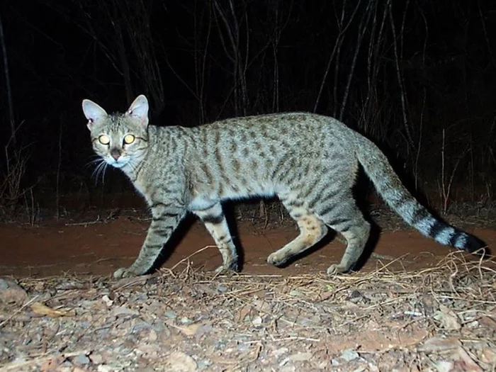 Wild cats of Madagascar turned out to be descendants of the ship cats of Arabian sailors - cat, Madagascar, Small cats, Wild animals, Invasive species, Cat family, Predatory animals