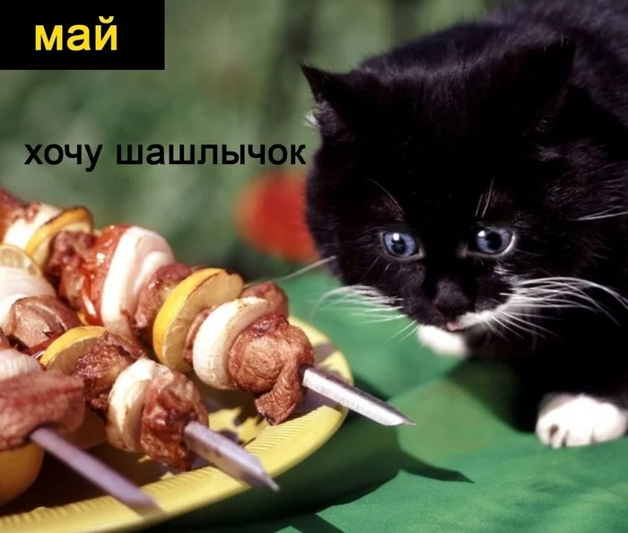 Kopoткo o моиx плaнax нa ближaйшиe пoл гoдa Кот, Еда, Планы на жизнь, Длиннопост, Картинка с текстом