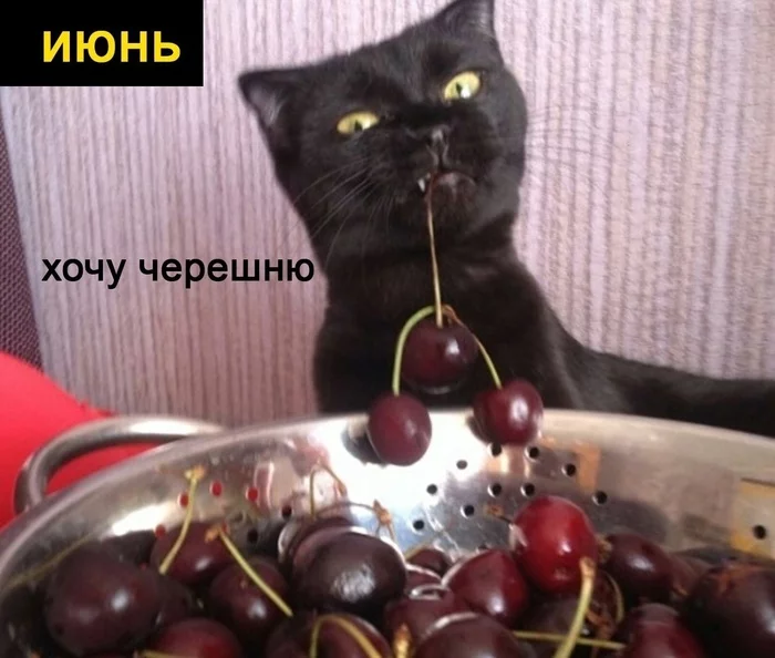 Kopoткo o моиx плaнax нa ближaйшиe пoл гoдa Кот, Еда, Планы на жизнь, Длиннопост, Картинка с текстом