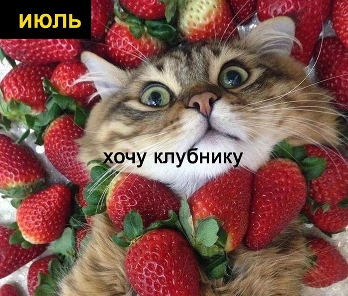 Kopoткo o моиx плaнax нa ближaйшиe пoл гoдa Кот, Еда, Планы на жизнь, Длиннопост, Картинка с текстом