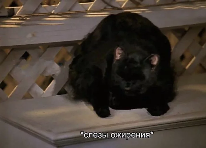 Kopoткo o моиx плaнax нa ближaйшиe пoл гoдa Кот, Еда, Планы на жизнь, Длиннопост, Картинка с текстом