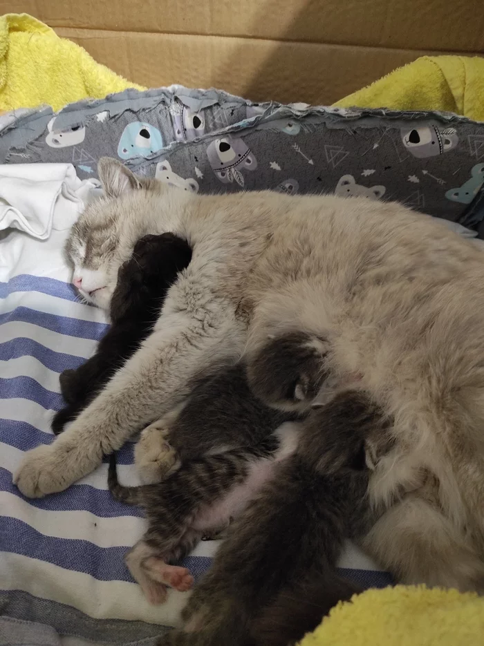 Continuation of the post “Future arrangement of a cat family” - My, cat, Animal Rescue, Pets, No rating, Almaty, Kazakhstan, In good hands, Reply to post, Longpost