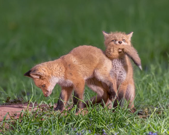 Fox bite! Not for the faint of heart! - Fox, Milota, Kus, Longpost, Fox cubs, Tail