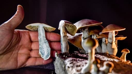 A law decriminalizing hallucinogenic mushrooms, ayahuasca and mescaline came into force in Washington. - news, Hallucinogenic mushrooms, Mescaline, Psilocybin, Decriminalization, Carlos Castaneda, Legalization, USA