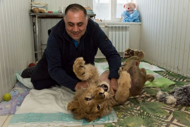 Lion cub Simba plays with a blanket in Chelyabinsk - a lion, Simba, Big cats, Animal Rescue, Chelyabinsk, Animal shelter, Plaid, Prize, Good people, Video, Longpost