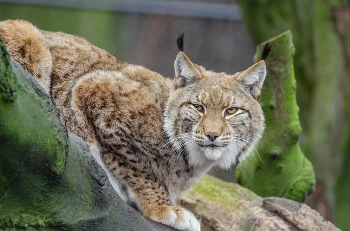 Red Lynx - Lynx, Small cats, North America, Wild animals, Informative, Longpost