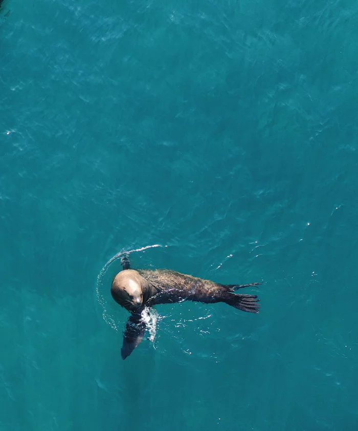 The Red Book Steller sea lions arrived in Nevelsk. The favorite habitat of these beauties is on Sakhalin. Every year they arrive on the island - My, Sakhalin Region, Russia, Sakhalin, Tourism, Blog, Drone, Filming, The photo, Photographer, Sea, Longpost, Nature, Animals, Sea lions, Video, Moscow, Travels, Travel across Russia, Dji