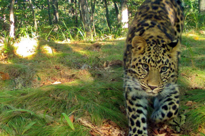 The Far Eastern leopard is coming to the Korean Peninsula! - Leopard, Far Eastern leopard, Big cats, South Korea, Land of the Leopard, Jointly, Rare animals, , , , Wild animals, Longpost, Population, Rare view, Russian Geographical Society