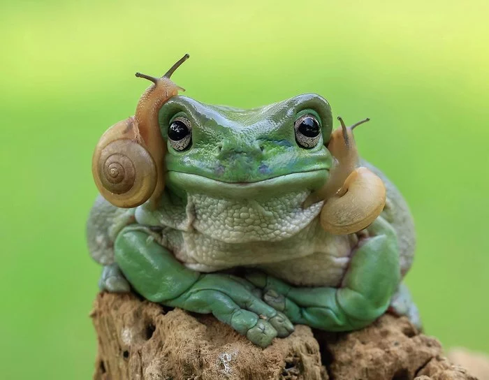 Take a photo like Princess Leia - Tree frog, Frogs, Snail, Amphibians, The photo