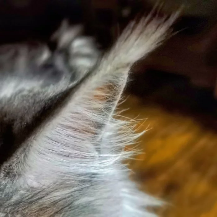 Uh - My, Maine Coon, cat, The photo, Mobile photography, Ears