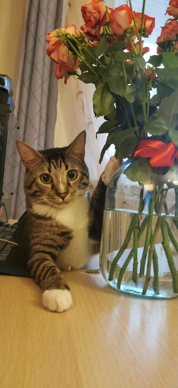 Cat Don Juan - My, cat, Flowers, Milota