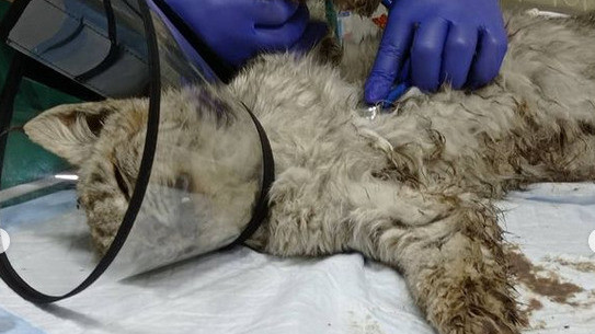 In Kyrgyzstan, a little lynx came to people for help - Lynx, Lynx, Wild animals, Animal Rescue, Vet, Zoo, Kyrgyzstan, Karakol, Longpost, Small cats