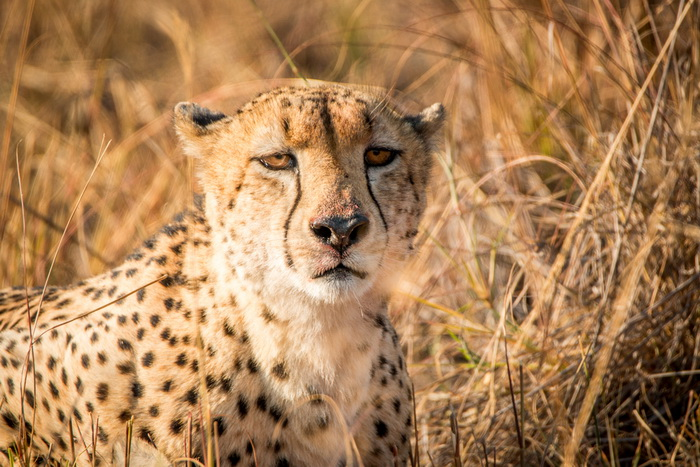 A way to keep cows safe from cheetahs and cheetahs from African farmers - Cheetah, Small cats, Wild animals, Farmer, Conflict of Interest, Africa, Science and life