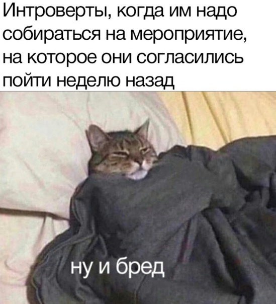 Yes, yes - Introvert, Event, cat, Picture with text, Memes, Humor