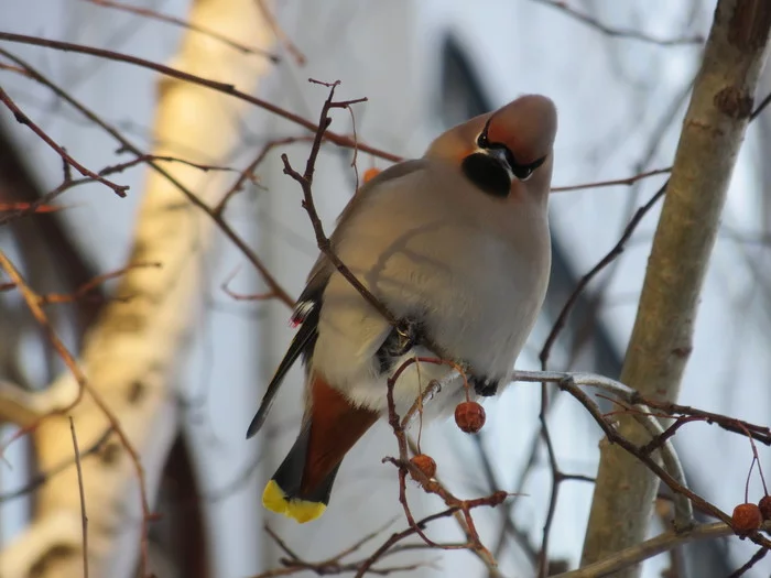 - Eh, are you filming me? - My, Birds, Waxwing, Ornithology