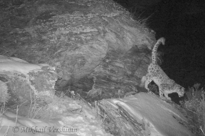 Krasnoyarsk animal photographer Mikhail Vershinin managed to catch a snow leopard in his lens - Snow Leopard, Big cats, Rare view, Sayano-Shushensky Reserve, Krasnoyarsk region, Cat family, Reserves and sanctuaries, Video, Longpost