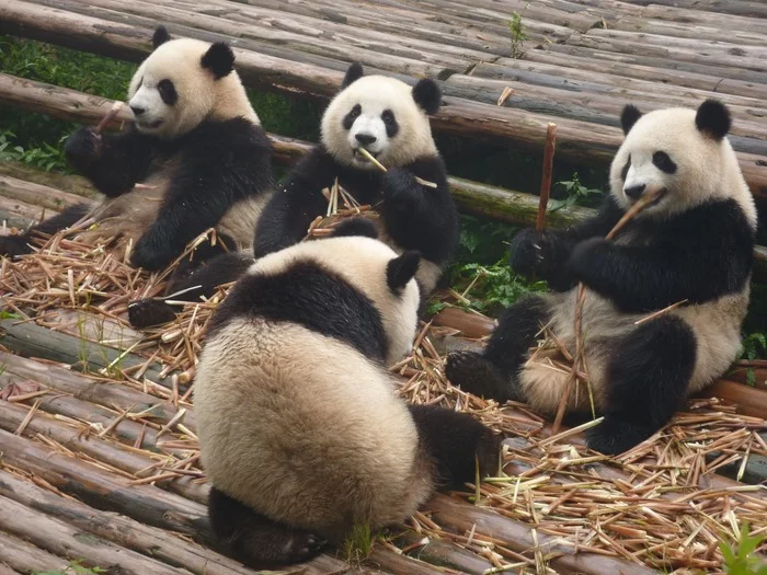 Quest - cleaning foliage in the panda nursery - My, Solution, Thinking, Book of problems, Video, Longpost