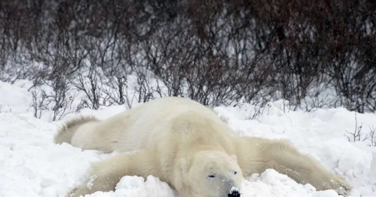 Bear part. Белый медведь Берлога белой медведицы. Белый медведь на снегу. Белый медведь наиснегу. Мишка в снегу.