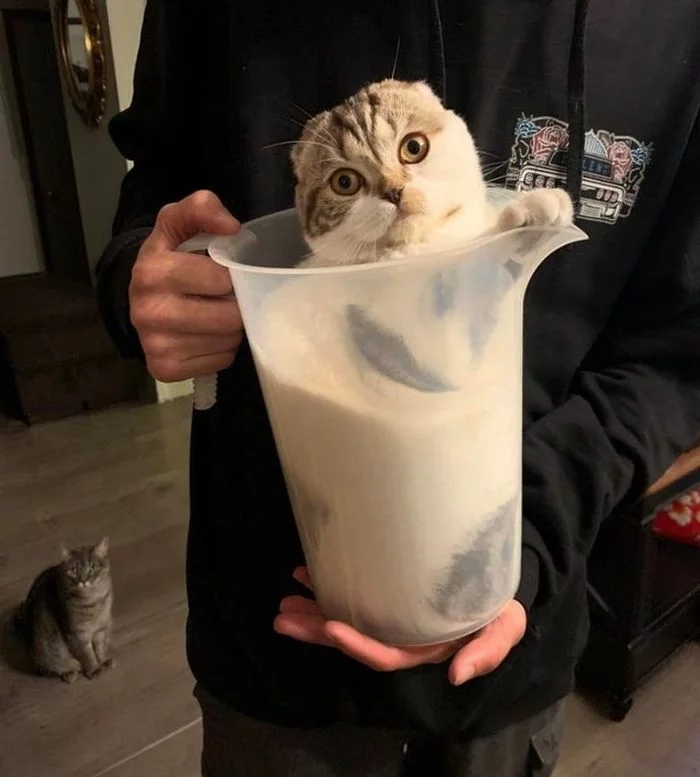 Can't you pour a jug of a cat? - cat, Jug