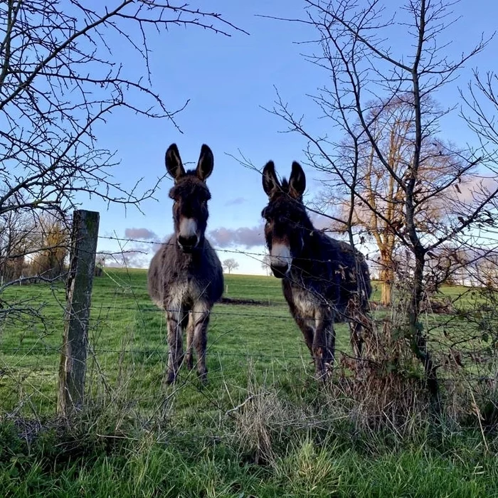 Who is there? - My, France, Normandy, Donkey, Village