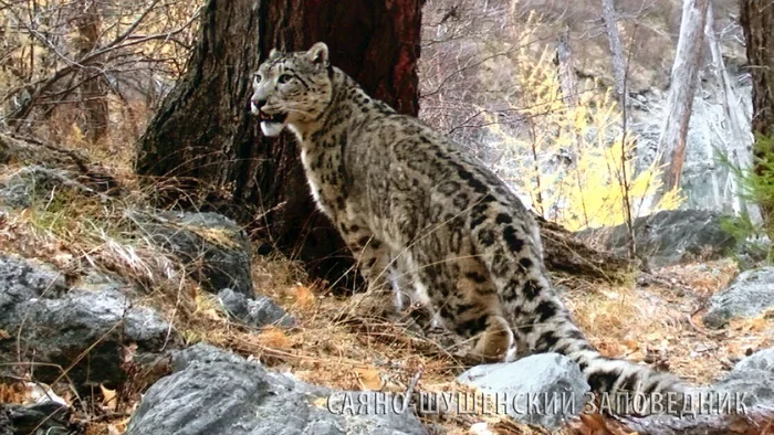 The northern border of the world snow leopard habitat is the Sayano-Shushensky Nature Reserve - Snow Leopard, Big cats, Predator, Wild animals, Rare view, Reserves and sanctuaries, Krasnoyarsk region, Sayano-Shushensky Reserve, Anniversary