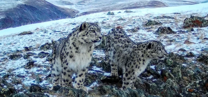 Young snow leopards - Snow Leopard, Big cats, Kittens, Offspring, Wild animals, Predator, Rare view, Red Book, , Altai, Reserves and sanctuaries, The mountains, Phototrap, Altai Republic