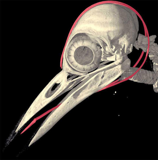 Bird skulls - Animals, Birds, Scull, Biology, Longpost