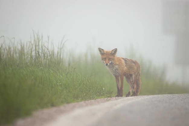 Red fox. Way of fluffiness! - Fox, Animals, Milota, Road, Longpost