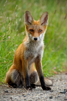 Red fox. Way of fluffiness! - Fox, Animals, Milota, Road, Longpost