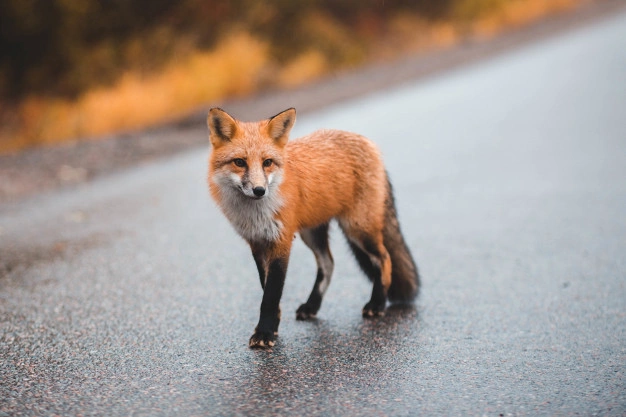 Red fox. Way of fluffiness! - Fox, Animals, Milota, Road, Longpost