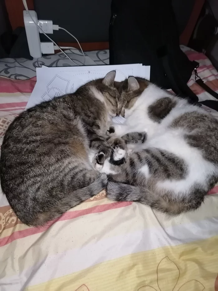 Любовь - Моё, Любовь, Юмор, Кот, Длиннопост