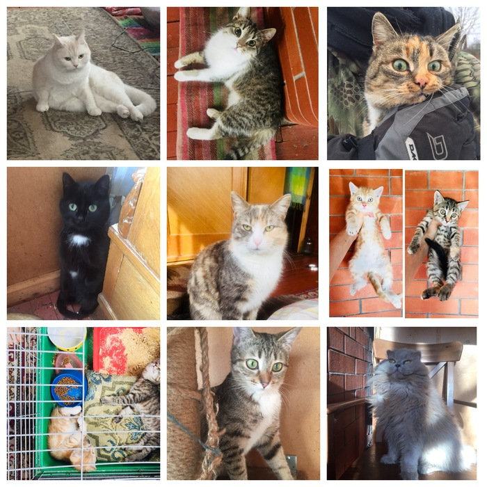 Thank you very much, Kotomafia! 95 animals found a home - My, cat, Animal Rescue, Longpost, In good hands