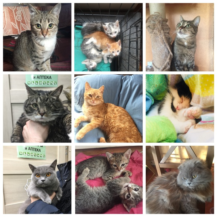 Thank you very much, Kotomafia! 95 animals found a home - My, cat, Animal Rescue, Longpost, In good hands