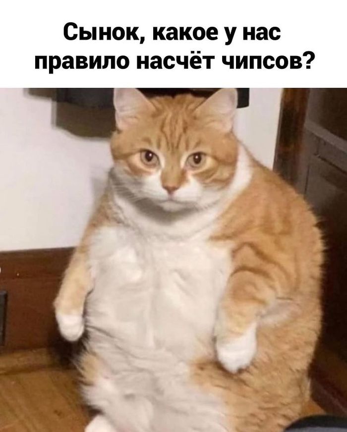 что готовить когда мамы нет дома книга. Смотреть фото что готовить когда мамы нет дома книга. Смотреть картинку что готовить когда мамы нет дома книга. Картинка про что готовить когда мамы нет дома книга. Фото что готовить когда мамы нет дома книга