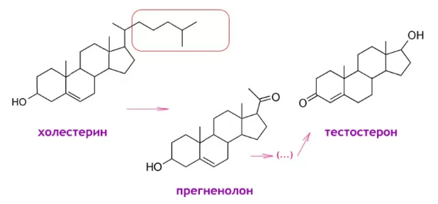 Холестерин тестостерон. Превращение холестерина в Прегненолон. Холестерин предшественник гормонов. Холестерол в Прегненолон. Тестостерон и холестерин Синтез.