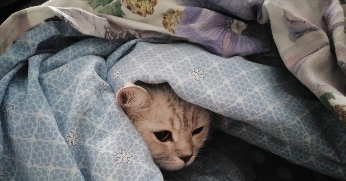 Кот в одеяле