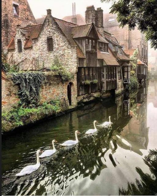 Утро в Брюгге. Бельгия/  Bruges,  Belgique - Бельгия, Брюгге, Лебеди, Фотография, Туман, Утро