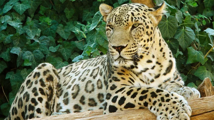 Strange death of leopards in the Caucasus - Leopard, Big cats, Caucasus, Negative, Reserves and sanctuaries, Wild animals, wildlife, Oddities