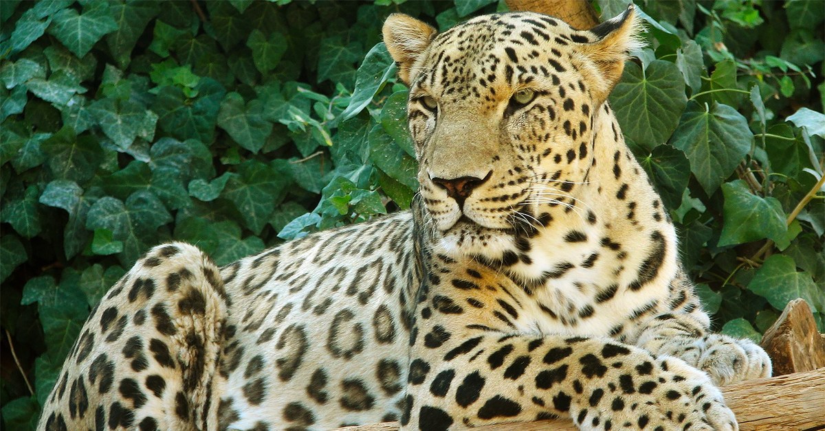 Серпопард. Леопард какое животное. Пятнистый ягуар. Южноафриканский леопард. Пятнистый ягуар.