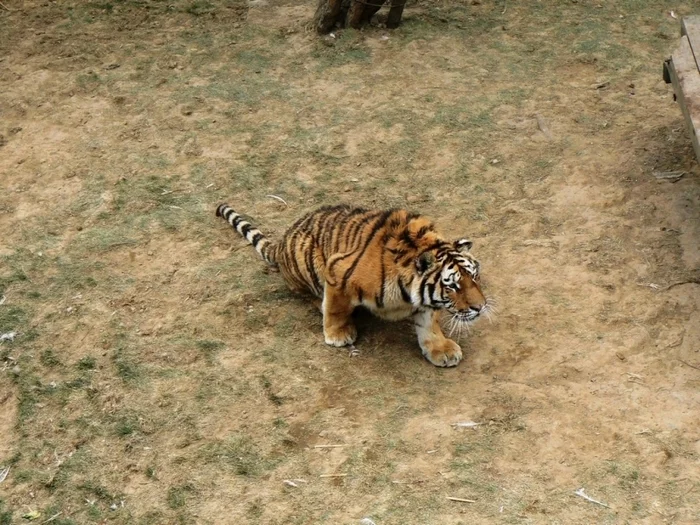 He screamed so hard that the tiger ran away: a Chinese resident came face to face with a predator on the border with the Russian Federation - Tiger, Amur tiger, China, Big cats, Cat family, The border