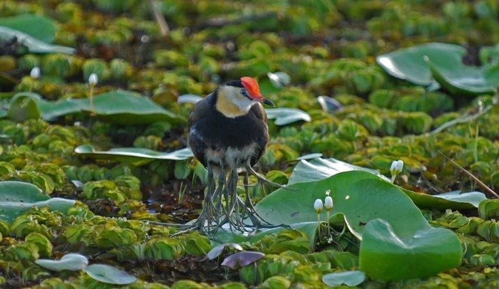 Attention to your feet! - Birds, wildlife, Unusual, Legs