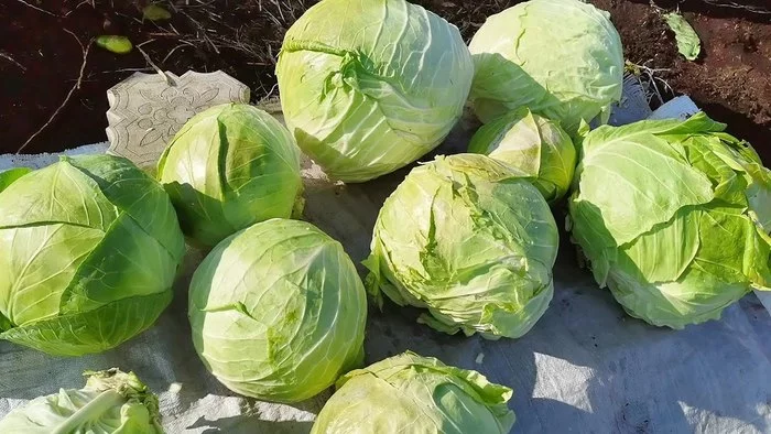 Cabbage / Seed Review - My, Cabbage, Seeds, Overview, Garden, Harvest, Broccoli, Cauliflower, Spring, Sowing, Video