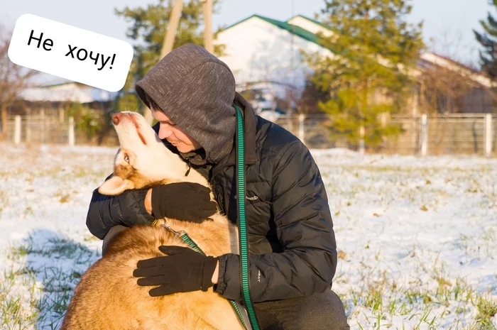 When you want a photo with a husky) - My, Dog, Dogs and people, Friend of human, Husky, Siberian Husky, Dog days, Pets, The photo, Longpost, Animals, Beginning photographer