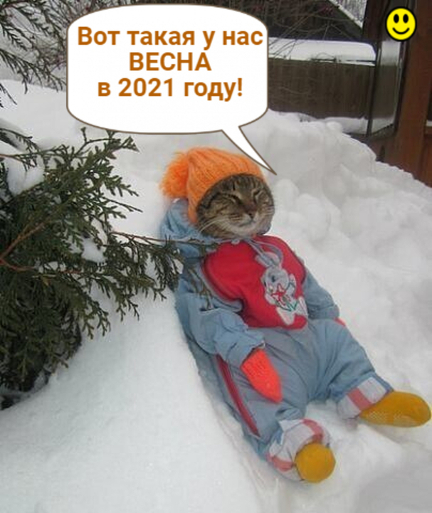 March: Keep your paws, whiskers and tail warm! - My, Equinox, Spring, March, Cold, Snow, Mood, Bask, cat, Picture with text, Humor, Pets, smile, Longpost