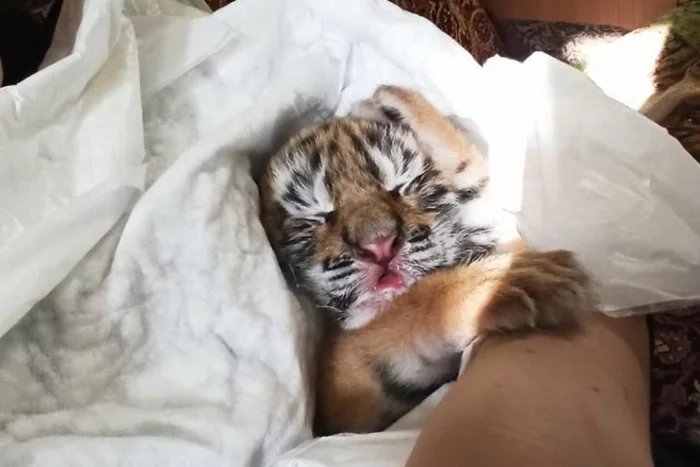 A tigress gave birth at night... and refused to feed the cub immediately after giving birth - Tiger, Tiger cubs, Zoo, Madagascar, Nizhny Novgorod, Big cats, Longpost