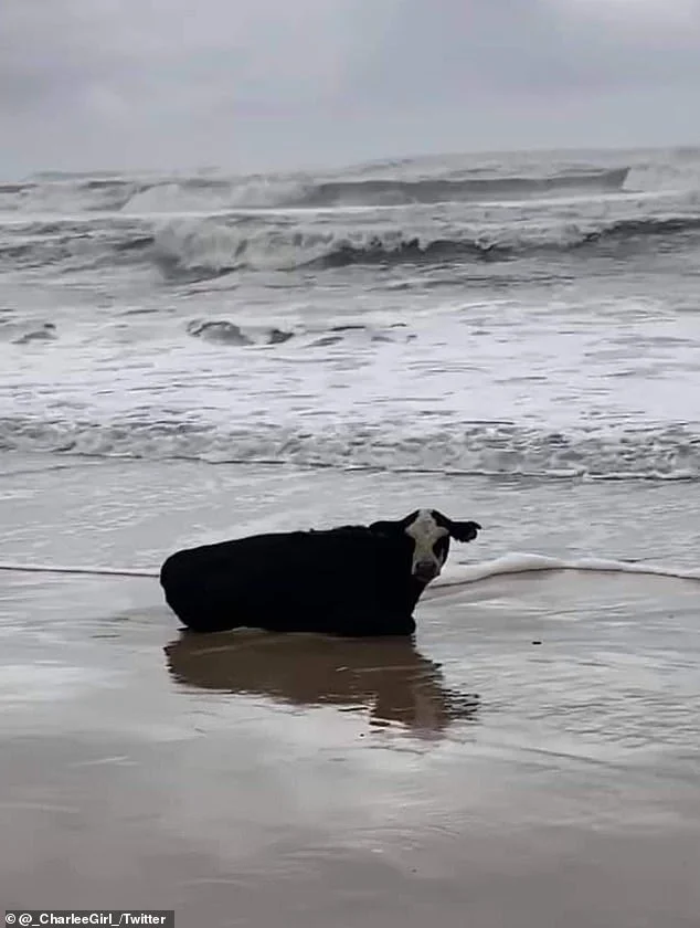 A live cow washed ashore in Australia - Cow, news, Longpost