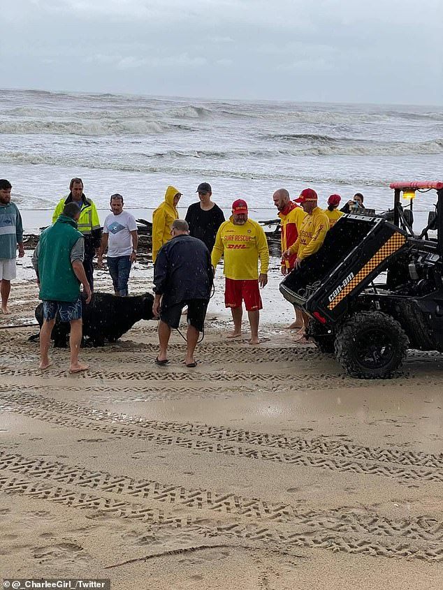 A live cow washed ashore in Australia - Cow, news, Longpost