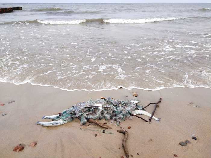 Балтика некрасивая