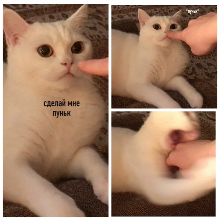 It is a trap! - cat, Picture with text, From the network